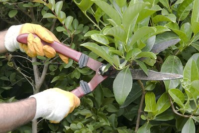 Tips voor de tuin in augustus (Tuinieren)