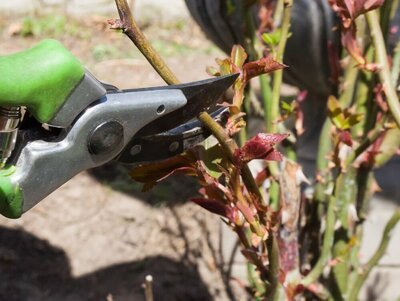 Snoeien in maart! Jurgen geeft tips (Tuinieren)