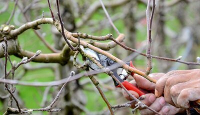 Snoeien in maart deel 2! (Tuinieren)