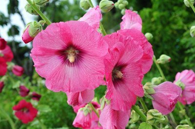 Welke planten zet je in de geveltuin? (Tuinieren)