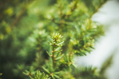 Dit gebeurt er als je de Taxus streng snoeit (Tuinieren)