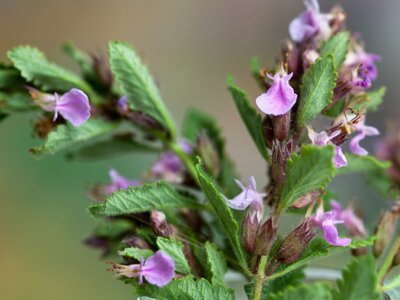 Tips voor het snoeien van de Teucrium (Tuinieren)