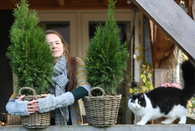 Tuinplant van de maand februari: de Thuja (Uitgelicht: tuinplanten)