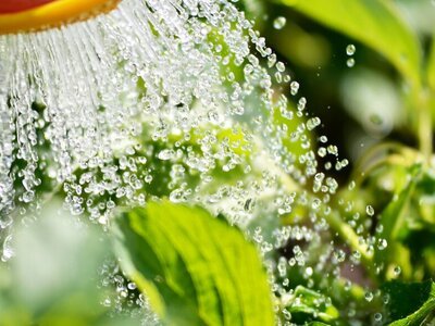 Houd hier rekening mee bij het water geven van planten (Tuinieren)