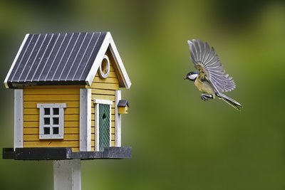 Tips voor de tuin in september (Tuinieren)