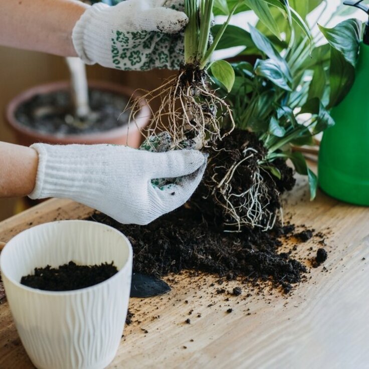 Tips voor het verpotten van kamerplanten