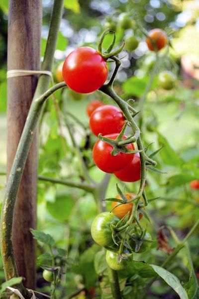 Tomaten dieven: hoe en wat? (Tuinieren)