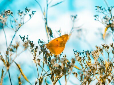 Tuintips voor de maand september (Tuinieren)