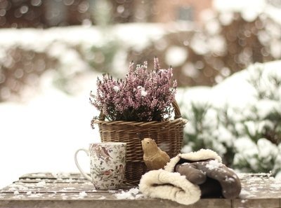 Wat te doen in de tuin in december? (Tuinieren)