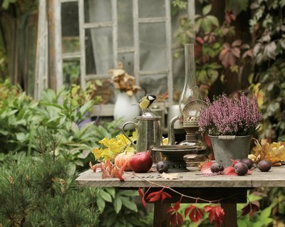 Tips voor de tuin in oktober (Tuinieren)