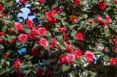 Tuinplant januari: Camellia (Uitgelicht: tuinplanten)