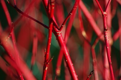 Tuinplanten van de maand januari: Sleeping Beauties (Uitgelicht: tuinplanten)