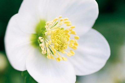 Tuinplant van de maand november: de kerstroos (Uitgelicht: tuinplanten)