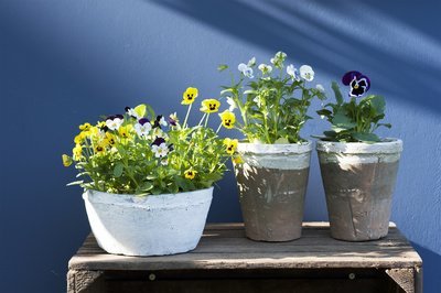 Tuinplant oktober: Viooltje (Uitgelicht: tuinplanten)