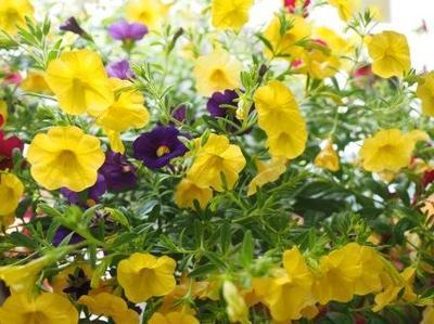 Tuinplant van de maand: de mini-Petunia (Uitgelicht: tuinplanten)