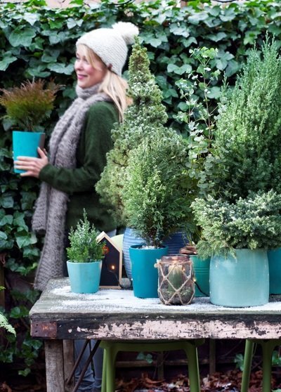 Tuinplant van de Maand: Blauwe coniferen (Uitgelicht: tuinplanten)