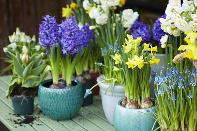 Tuinplant van de Maand februari: Voorjaarsbollen op pot (Uitgelicht: tuinplanten)