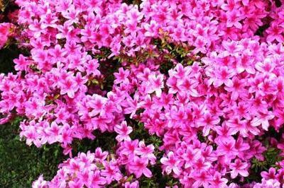 Tuinplant van de Maand: Azalea (Uitgelicht: tuinplanten)