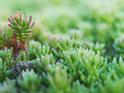 tuinplanten van de maand oktober: groene dakbedekkers (Uitgelicht: tuinplanten)