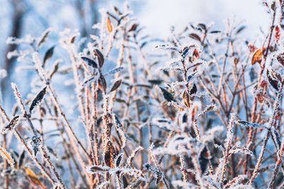 Tuintips december (Tuinieren)