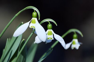 Tuintips voor februari (Tuinieren)