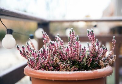 Tuintips voor januari (Tuinieren)