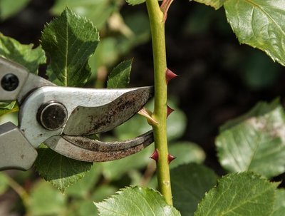 Tuintips juli (Tuinieren)