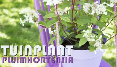 Tuinplant van de Maand juli: Pluimhortensia