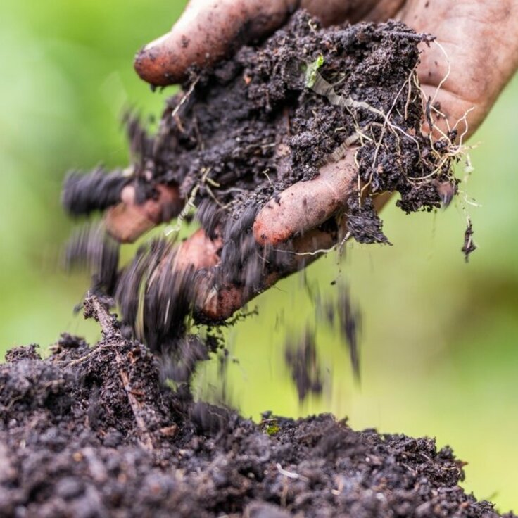 Veengrond in de tuin verbeteren