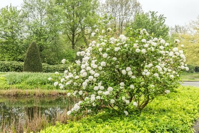 Tuintips voor mei (Tuinieren)