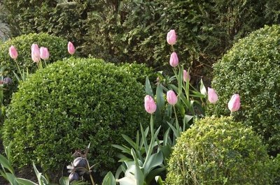 Tuinplant van de maand april: de Buxus (Uitgelicht: tuinplanten)