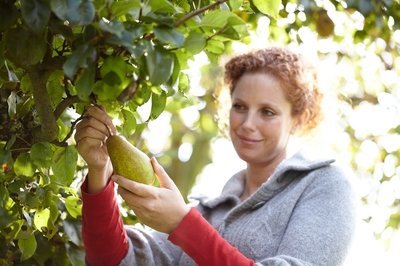 Tuinplant van de Maand augustus: De Fruitboom (Uitgelicht: tuinplanten)