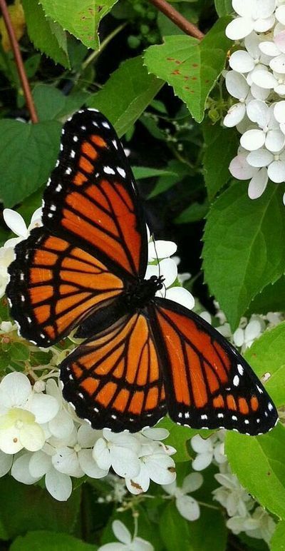 Vlinderlokkende planten voor een betoverende tuin (Tuinieren)