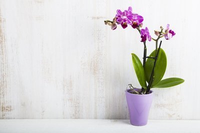 Woonplant september: Vlinderorchidee (Uitgelicht: woonplanten)