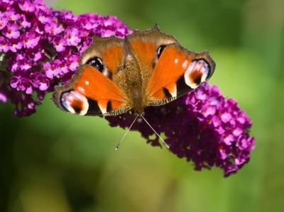 Een vlindertuin inrichten (Deel 2)