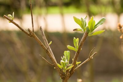 Tuintips voor maart (Tuinieren)