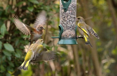 Wat voeren we de vogels in de herfst? (Dieren in de tuin)