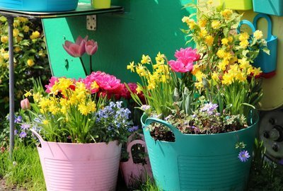 Bereid je voor op het voorjaar: plant je bloembollen (Tuinieren)