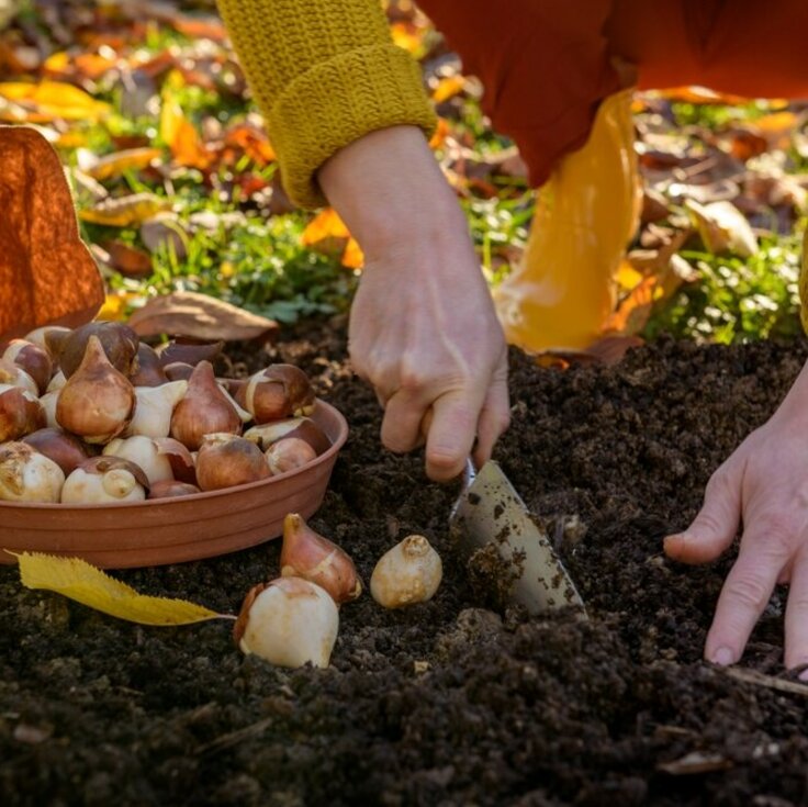 Zo plant je voorjaarsbollen (Uitgelicht: tuinplanten)