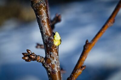 Wat doe je in de tuin in januari? (Tuinieren)