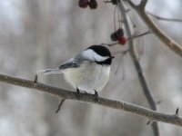 Vogels in de wintertuin (Tuinieren)