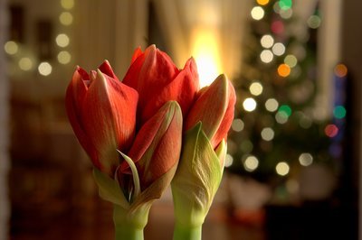 Woonplant december: Amaryllis (Uitgelicht: woonplanten)