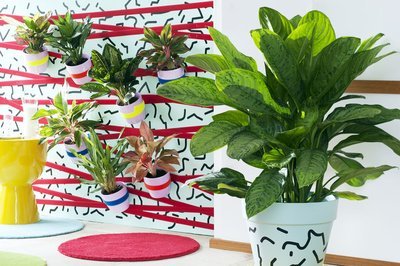 Woonplant van de maand oktober: Aglaonema (Uitgelicht: woonplanten)