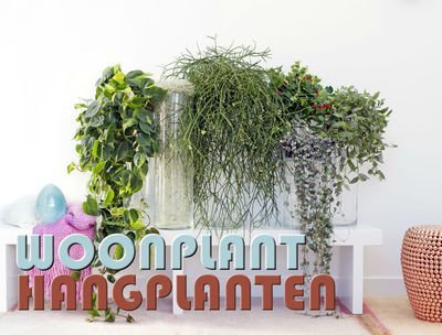 Woonplant van de maand september: Hangplanten (Uitgelicht: woonplanten)