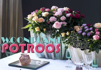 Woonplant van de maand juli: Potroos (Uitgelicht: woonplanten)