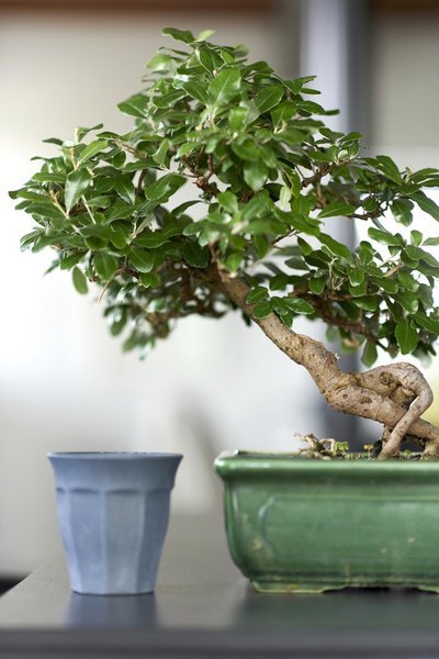 Woonplanten mei: Zen planten