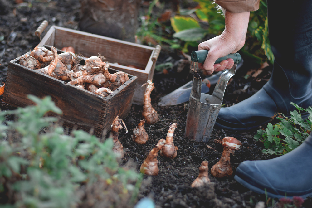 Bulb Planter