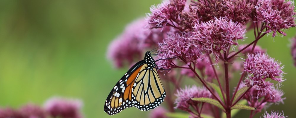 Butterflies need autumn gardens | Garden Center Guide