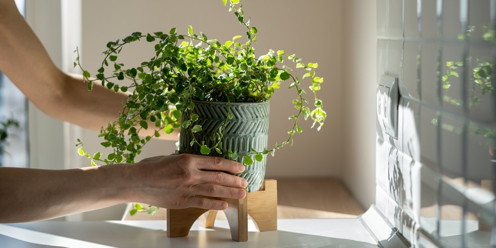 How to Keep Your Indoor Plants Healthy in Winter