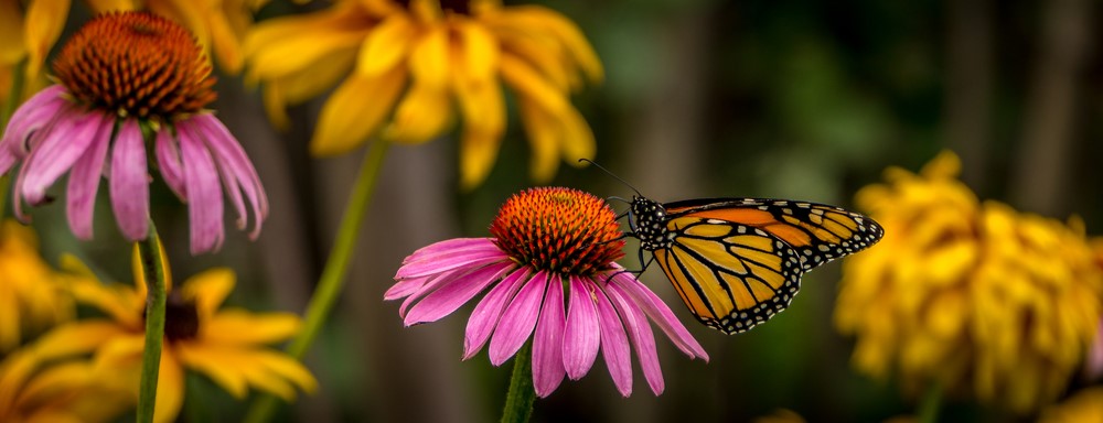 Herfstplanten die bijen en vlinders aantrekken